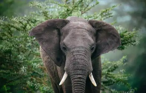 大象的正面肖像照片