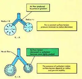 肺泡表面活性物质