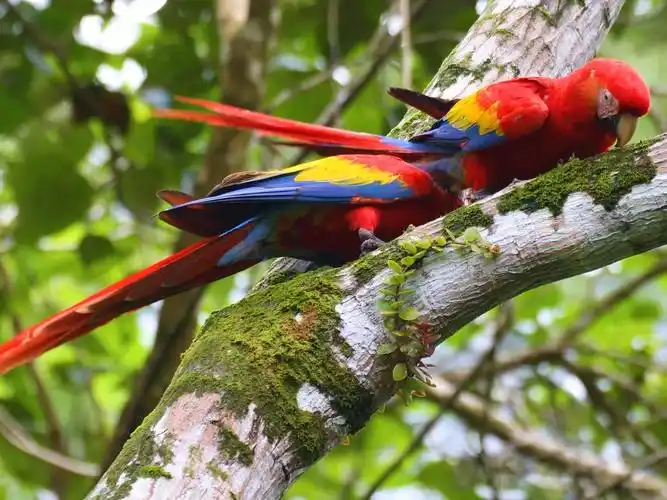 走遍哥斯达黎加costa rica:美丽的国度,动听的音乐,足球,咖啡,旅游(6)