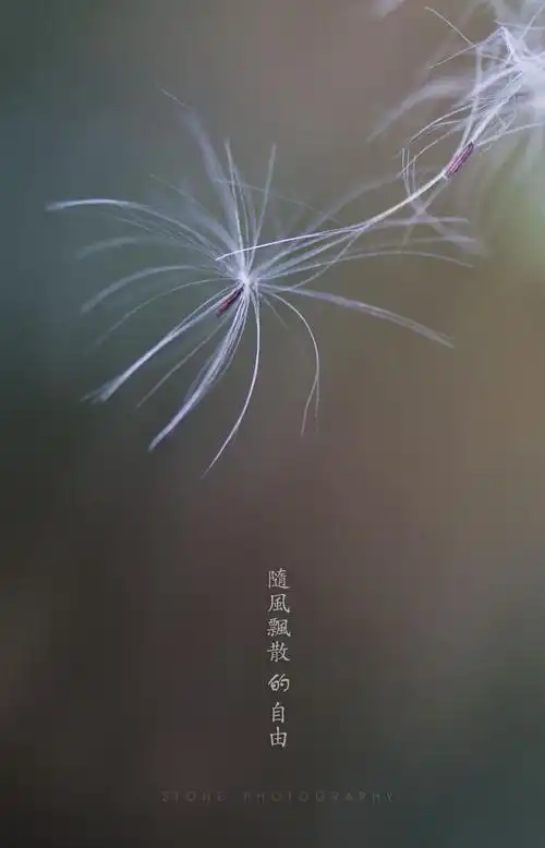 随风飘散的自由