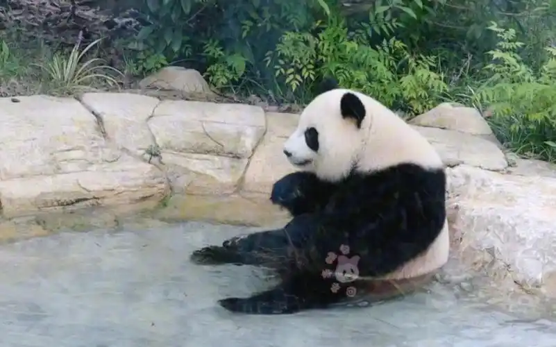 【大熊猫淼淼】淼淼泡澡,小脚丫打着节拍,悠哉悠哉