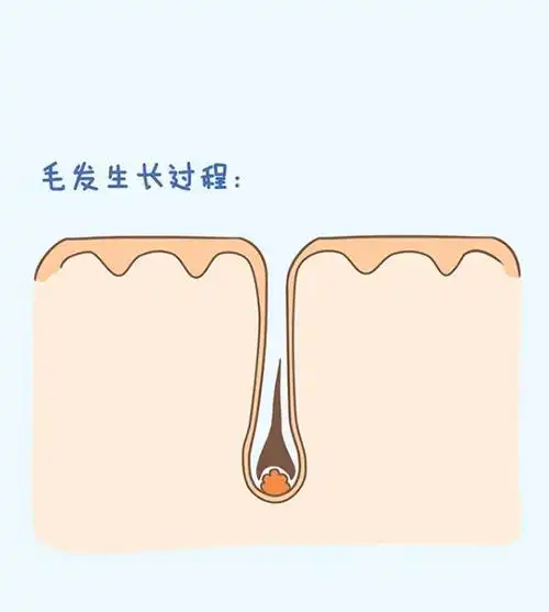 每根头发每月大概会长1cm左右 一个正常成年人 头发从毛囊到诞生到