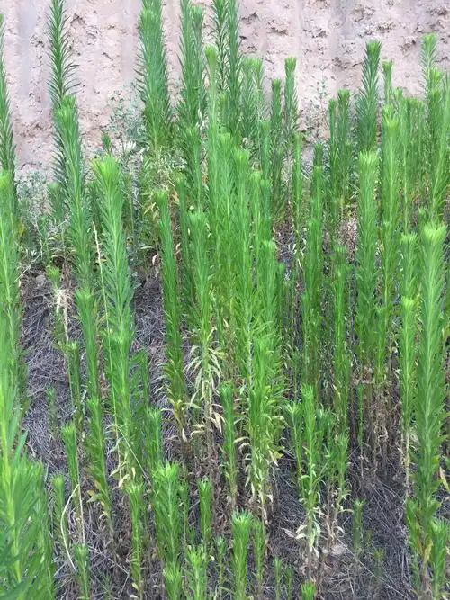 路边,野地有很多这种草,什么草?