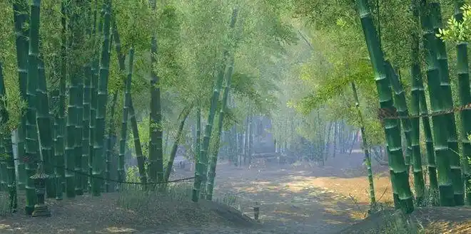 五一假日去哪玩茶山竹林体验十面埋伏场景