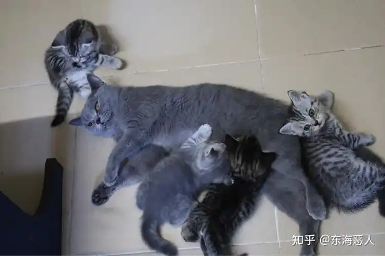 美短和英短杂交好看吗?养猫的来戳戳 - 知乎