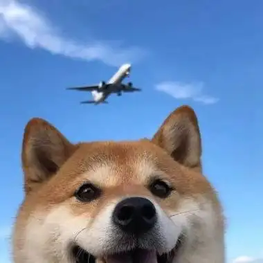 最新超级可爱又很萌的柴犬头像大全