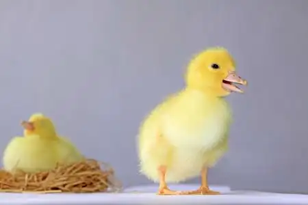 关闭的黄色的小鸭子照片