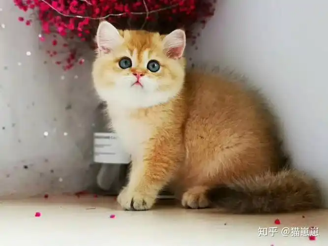 英短金渐层一般多少钱一只? - 知乎