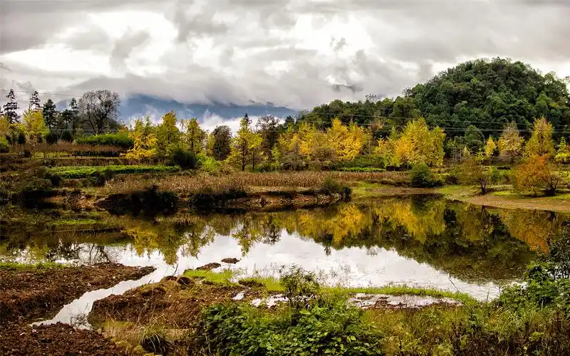 广西桂林海洋银杏林风景桌面壁纸下载