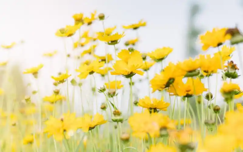 小清新静物摄影高清电脑桌面壁纸