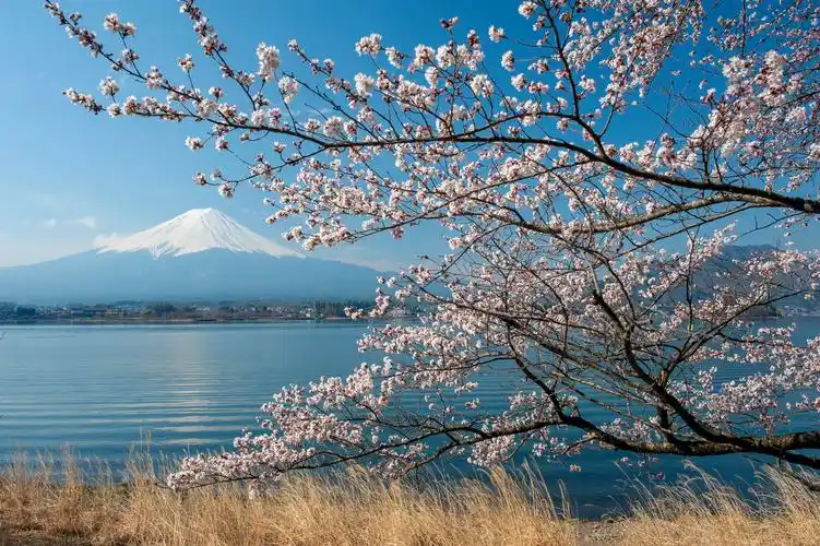 在湖河口湖山富士和樱桃开花日本旅游