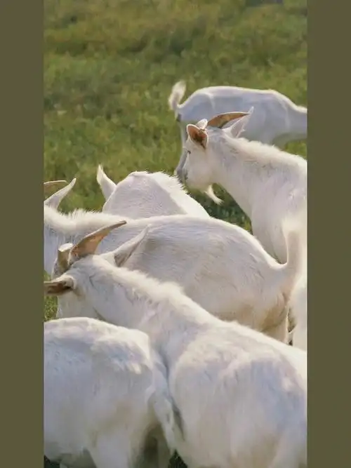 960_1280竖版 竖屏