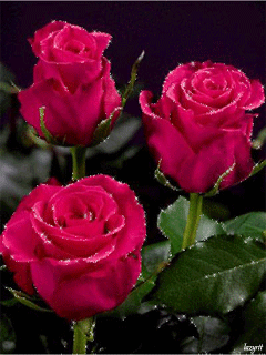 动态花卉gif《花开瞬间》