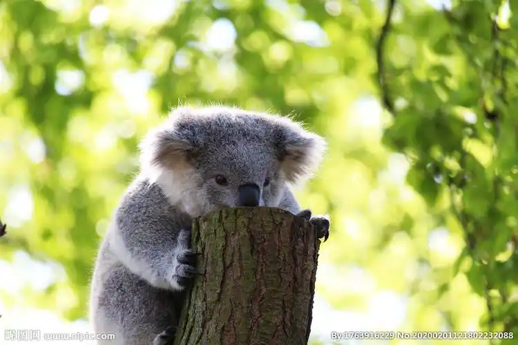 树袋熊图片