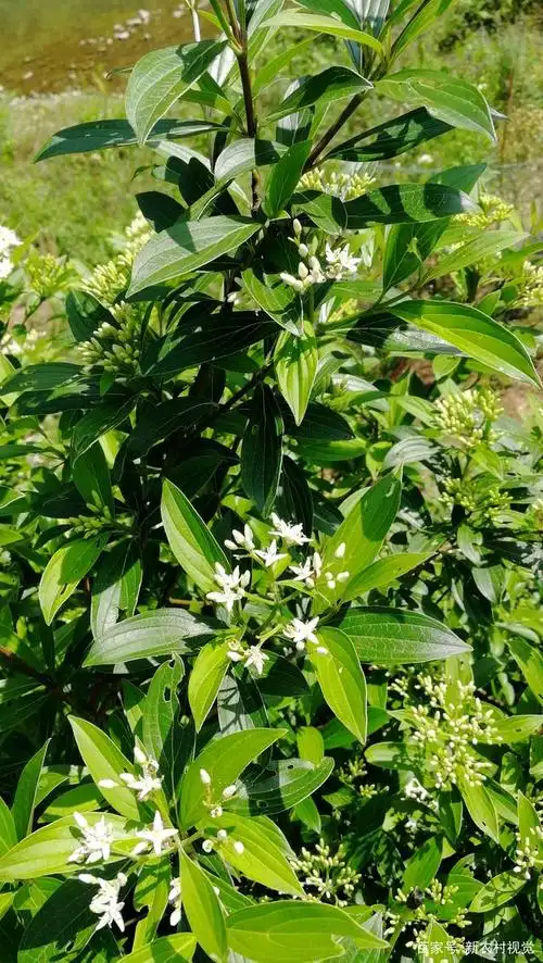 落叶灌木,高1-3米,稀达4米;树皮灰黑色,光滑;幼枝对生,绿色或带紫红色