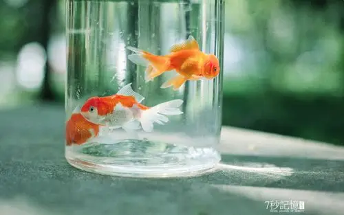 唯美水中金鱼图片桌面壁纸