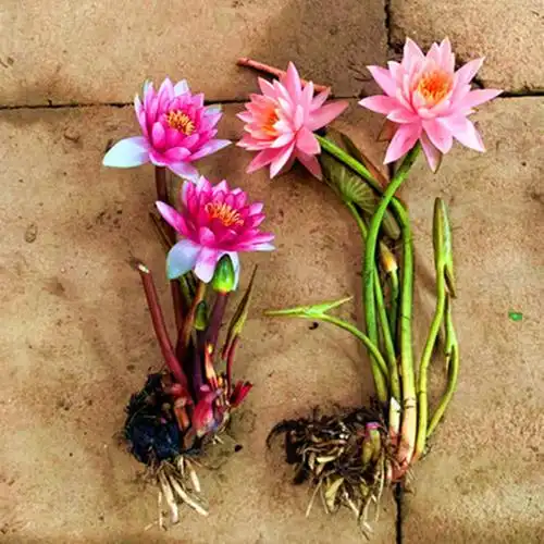 耐寒大睡莲花根块根茎水培植物池塘水池四季开鱼缸水养荷花苗盆栽