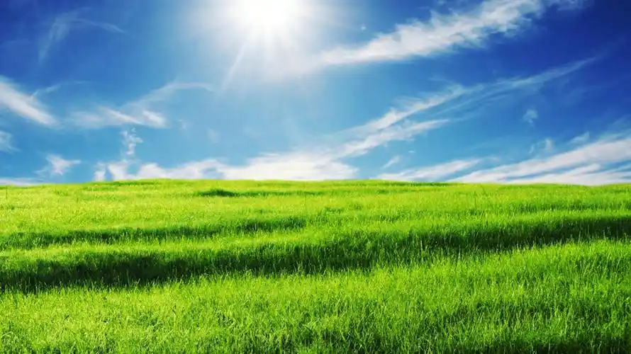 小清新绿色护眼植物高清桌面壁纸