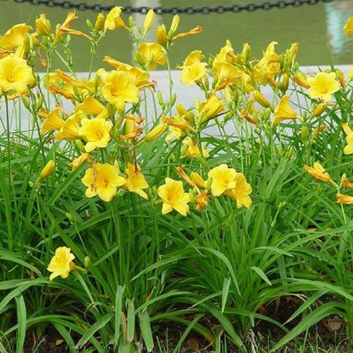 清韵伊人大花萱草苗园林绿化风景树苗四季常青绿化花草 大花萱草根10