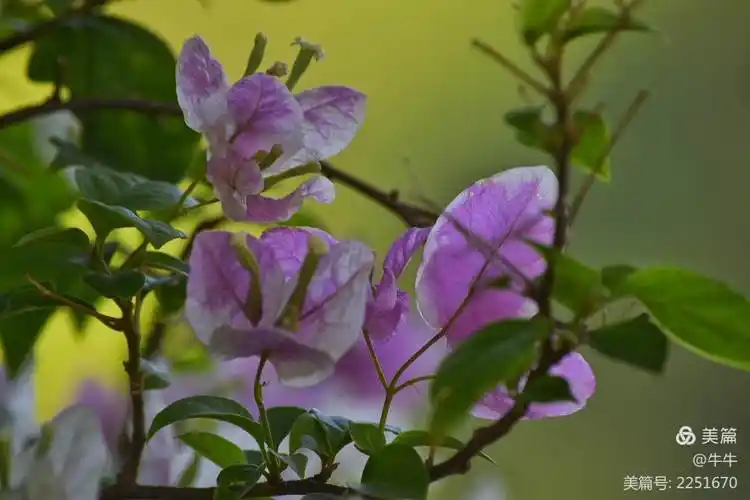 常绿小灌木,花色鲜红夺目,花型较大,每3片苞片相聚一朵小三角形的花.