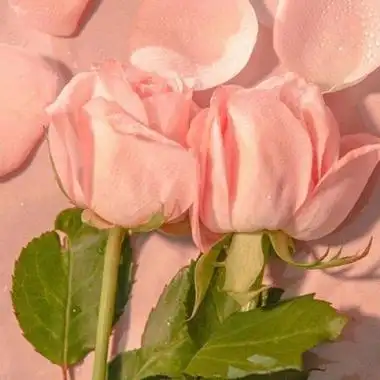 玫瑰花唯美意境优雅高贵典雅(9张),唯美头像_刻爱头像网