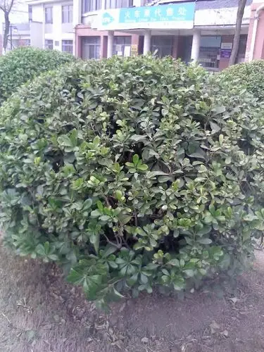 求助交流问一下这几种灌木的学名是什么