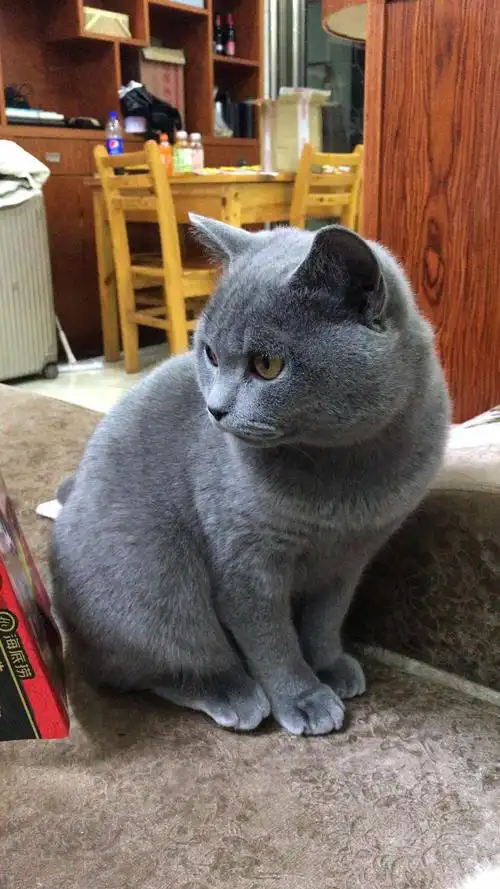 [配种] 英短公猫