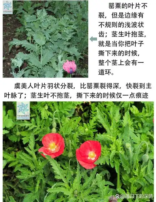 罂粟和虞美人的区别