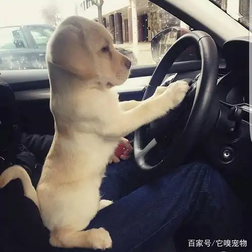 狗狗超神模仿早高峰的司机,谁在偷窥我的生活?