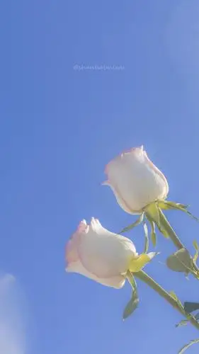 小清新壁纸 花朵 简约