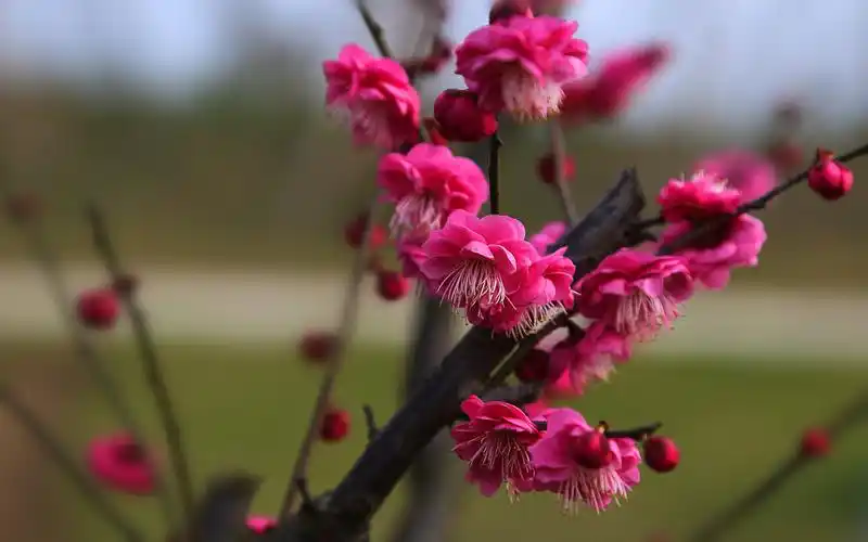 一枝梅花独开图片一枝梅花独开图片大全