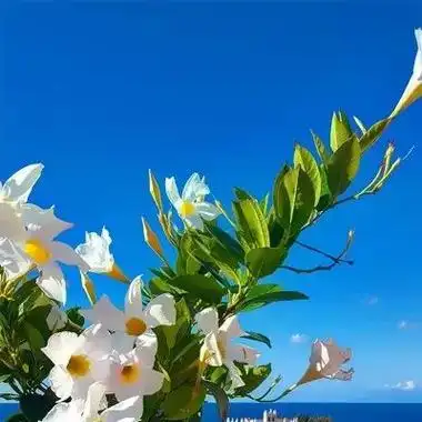 清新淡雅能带来好运的大自然风景头像