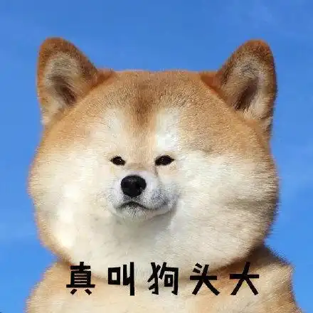 柴犬表情包|真叫狗头大