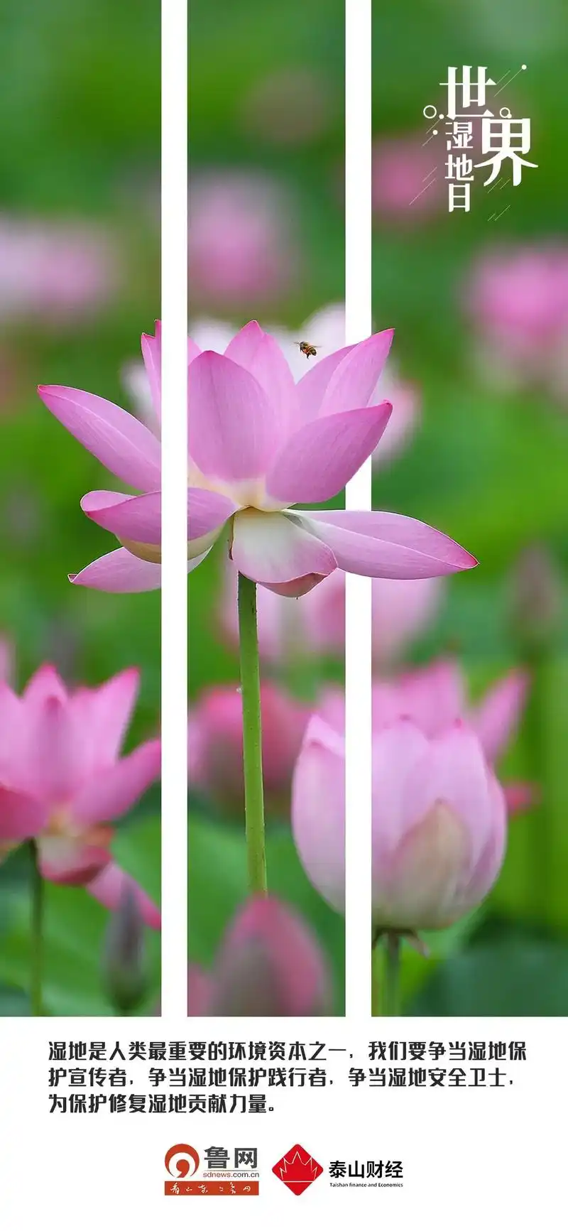 今天是"世界湿地日",裸眼3d带你感受山东湿地之美