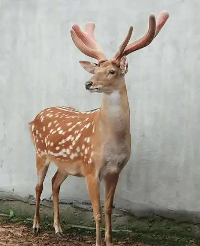 观赏梅花鹿养殖 宠物梅花鹿小鹿苗养殖 驯养小梅花鹿价格 人工驯化
