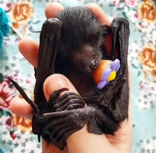 蝙蝠救援组织发布了可爱的蝙蝠照片,以展示它们实际上是多么无害_地球