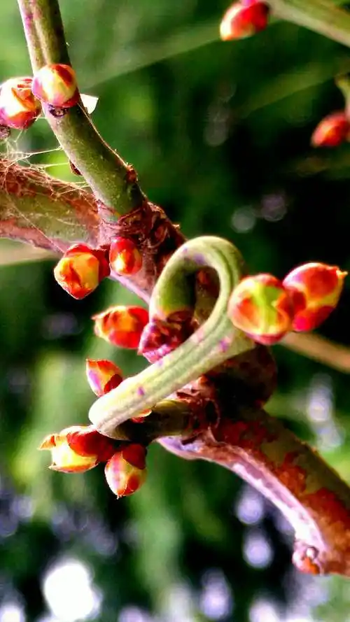 娇嫩俏枝头,奇曲多姿情 龙游梅