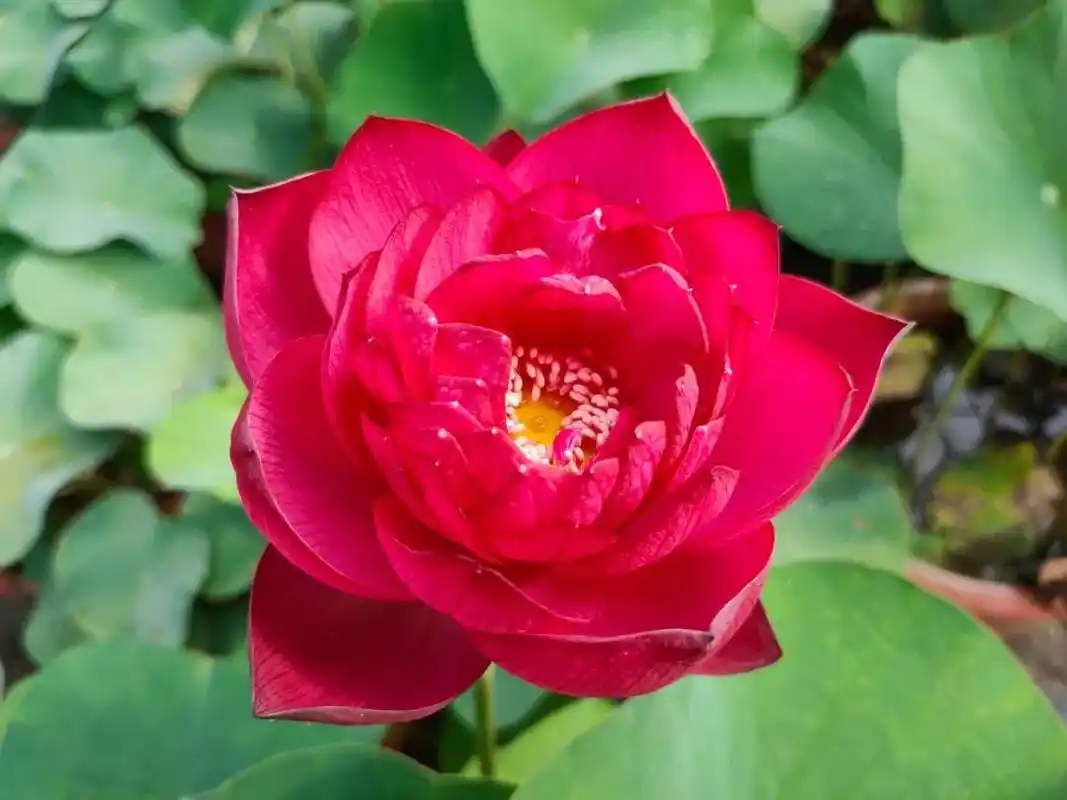 上海荷花睡莲展红色荷花品种预计下周进入最佳观赏期