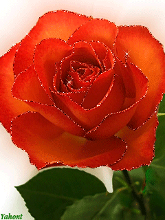 gif# #鲜花# #玫瑰# 灬铃兰灬采集