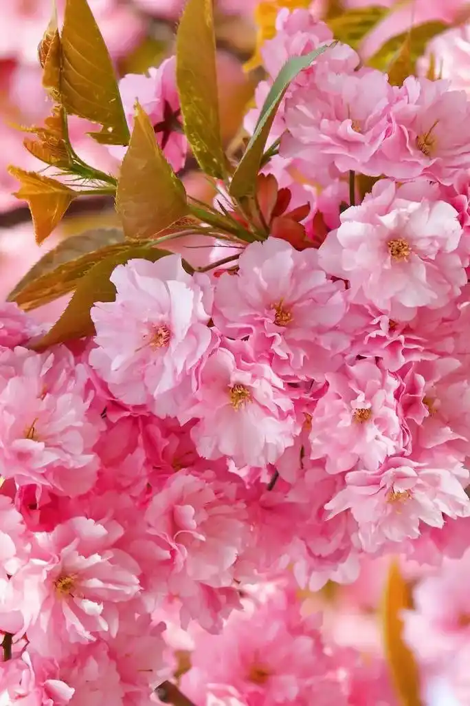 樱花 蔷薇科樱属植物,很多人的最爱,尤其是樱花花瓣漫天飞舞的 - 抖音