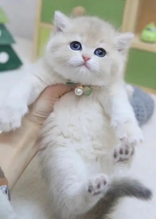 英短##蓝金渐层