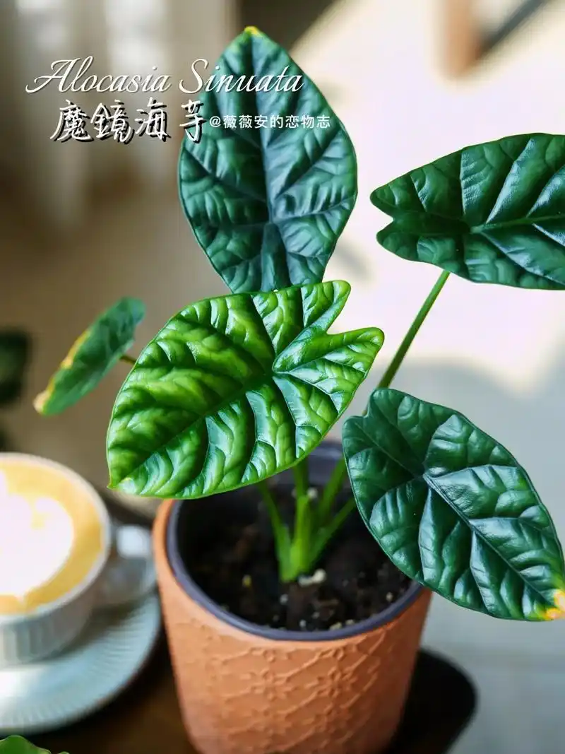 我的100种植物魔镜海芋