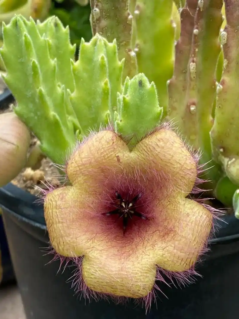 大花犀角 大花犀角(学名:stapelia grandiflora masson)是萝藦科,豹皮