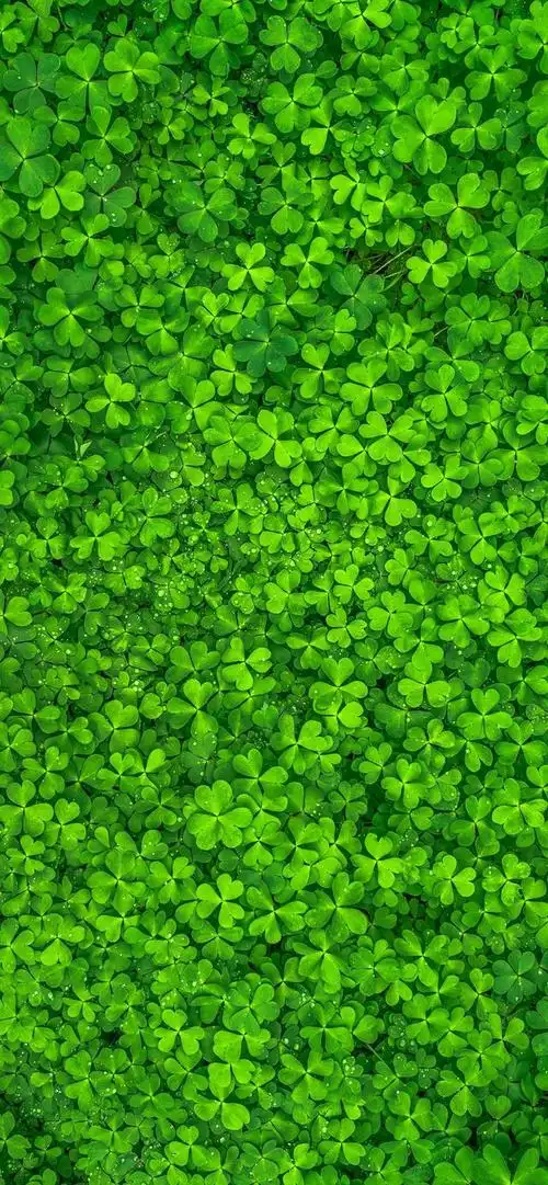 让你放松下吧～,绿色养眼的壁纸图片(绿色养眼小清新系列壁纸)