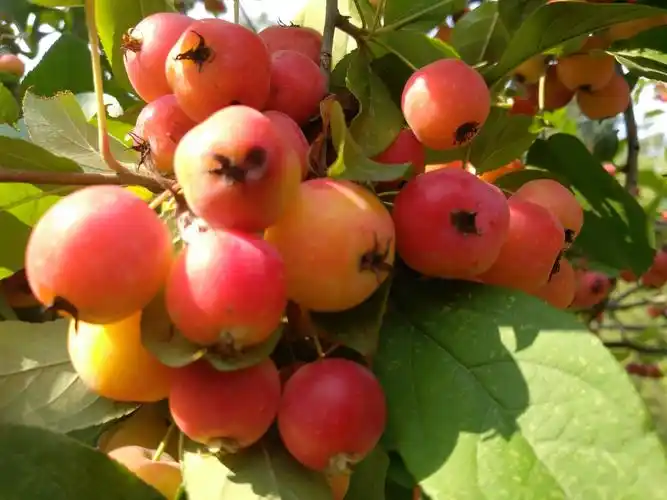 花果皆美的西府海棠