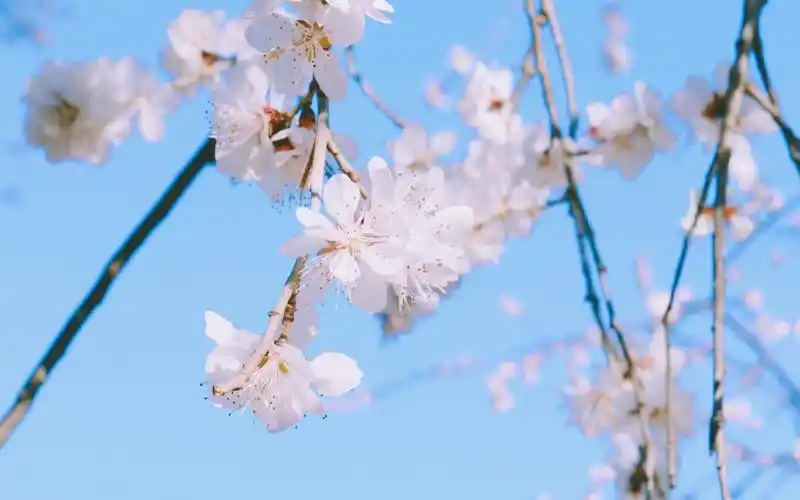 小清新山桃花唯美高清桌面壁纸