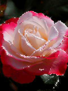 240_320竖版 竖屏gif 动态图 动图