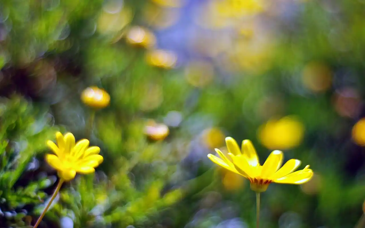 花朵,小花,植物,自然,春天,护眼,风景花朵壁纸图片