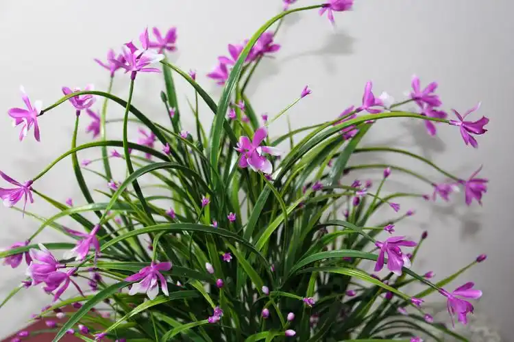 赏兰,幽谷兰香,淡雅芬芳