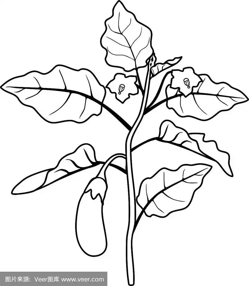 着色页面.带叶和果实的茄子
